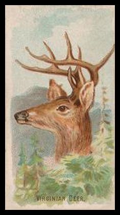 44 Virginian Deer